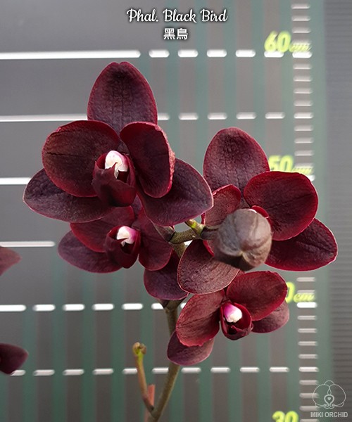 Phal. Black Bird HCC/OIOS 2.5"