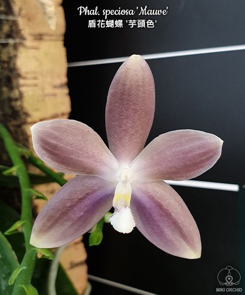 Phal. speciosa 'Mauve' 2.5"