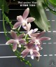 Phal. speciosa 'Mauve' 2.5"