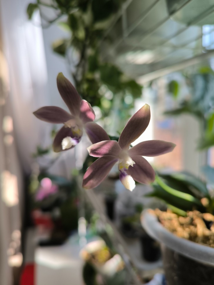 Yahoo!オークション - ③芳香 Phal. speciosa 'Mauve' 原種胡蝶蘭 ファ