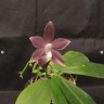 Phal. speciosa 'Mauve' 2.5"