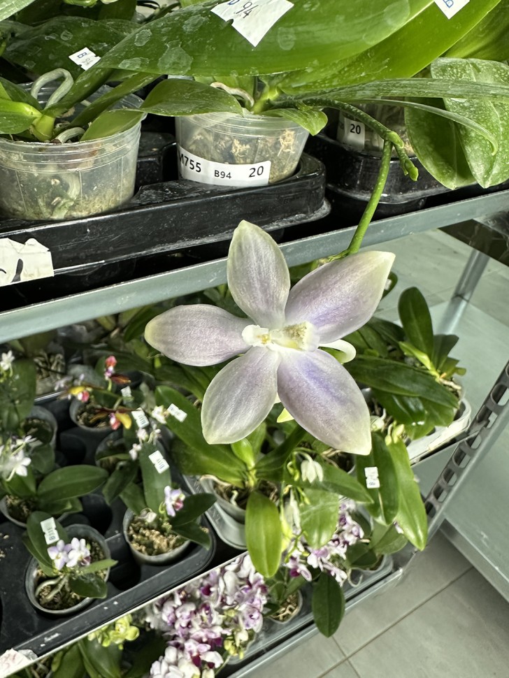 Yahoo!オークション - ③芳香 Phal. speciosa 'Mauve' 原種胡蝶蘭 ファ