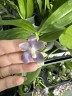 Phal. speciosa 'Mauve' 2.5"
