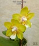 Phal. Chiada Sherry 2.5"