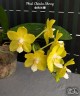 Phal. Chiada Sherry 2.5"