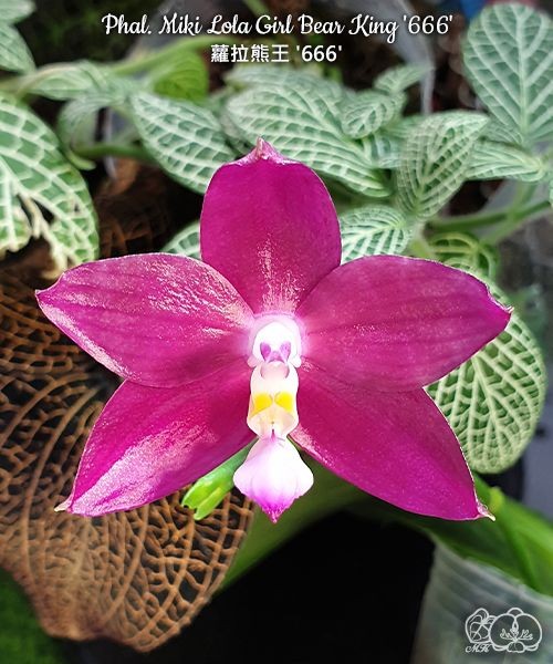 Phal. Miki Lola Girl Bear King '666' 2.5''