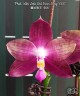 Phal. Miki Lola Girl Bear King '666' 2.5''