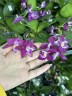 Phal. Miki Lola Girl Bear King '666' 2.5''