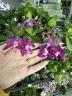 Phal. Miki Lola Girl Bear King '666' 2.5''