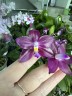 Phal. Miki Lola Girl Bear King '666' 2.5''