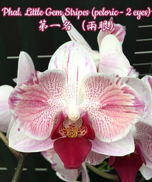 Phal. Little Gem Stripes (peloric - 2 eyes) 2.5'' УЦЕНКА (нет нижних листиков)