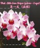 Phal. Little Gem Stripes (peloric - 2 eyes) 2.5'' УЦЕНКА (нет нижних листиков)