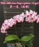 Phal. Little Gem Stripes (peloric - 2 eyes) 2.5'' УЦЕНКА (нет нижних листиков)