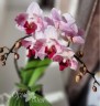 Phal. Little Gem Stripes (peloric - 2 eyes) 2.5'' УЦЕНКА (нет нижних листиков)