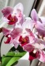 Phal. Little Gem Stripes (peloric - 2 eyes) 2.5'' УЦЕНКА (нет нижних листиков)