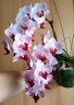 Phal. Little Gem Stripes (peloric - 2 eyes) 2.5'' УЦЕНКА (нет нижних листиков)