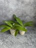 Phal. Little Gem Stripes (peloric - 2 eyes) 2.5'' УЦЕНКА (нет нижних листиков)