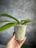Phal. Little Gem Stripes (peloric - 2 eyes) 2.5'' УЦЕНКА (нет нижних листиков)
