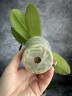 Phal. Little Gem Stripes (peloric - 2 eyes) 2.5'' УЦЕНКА (нет нижних листиков)