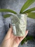 Phal. Little Gem Stripes (peloric - 2 eyes) 2.5'' УЦЕНКА (нет нижних листиков)