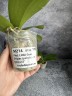 Phal. Little Gem Stripes (peloric - 2 eyes) 2.5'' УЦЕНКА (нет нижних листиков)