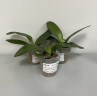 Phal. Little Gem Stripes (peloric - 2 eyes) 2.5'' УЦЕНКА (нет нижних листиков)
