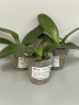 Phal. Little Gem Stripes (peloric - 2 eyes) 2.5'' УЦЕНКА (нет нижних листиков)