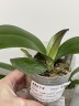 Phal. Little Gem Stripes (peloric - 2 eyes) 2.5'' УЦЕНКА (нет нижних листиков)