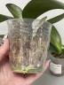 Phal. Little Gem Stripes (peloric - 2 eyes) 2.5'' УЦЕНКА (нет нижних листиков)