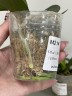 Phal. Little Gem Stripes (peloric - 2 eyes) 2.5'' УЦЕНКА (нет нижних листиков)