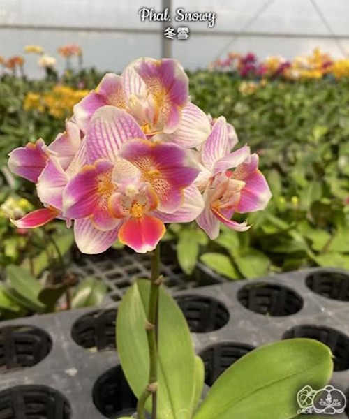 Phal. Snowy 2.8''