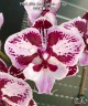 Phal. Miki Lord (peloric - 2 eyes) 2.5'' УЦЕНКА (мех. повр. лист.)