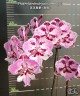 Phal. Miki Lord (peloric - 2 eyes) 2.5'' УЦЕНКА (мех. повр. лист.)
