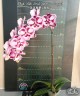 Phal. Miki Lord (peloric - 2 eyes) 2.5'' УЦЕНКА (мех. повр. лист.)