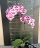 Phal. Miki Lord (peloric - 2 eyes) 2.5'' УЦЕНКА (мех. повр. лист.)