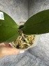 Phal. I-Hsin Yellow Leopard 2.5''