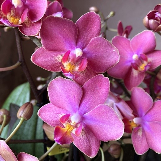 Орхидея купить в Москве | интернет магазин орхидей — Название