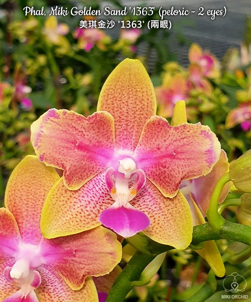 Phal. Miki Golden Sand '1363' (peloric - 2 eyes) 2.5''