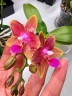 Phal. Miki Golden Sand '1363' (peloric - 2 eyes) 2.5''