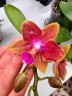 Phal. Miki Golden Sand '1363' (peloric - 2 eyes) 2.5''