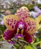 Phal. Yaphon Black Rose '1825'	1.7"
