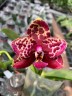 Phal. Yaphon Black Rose '1825'	1.7"