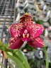 Phal. Yaphon Black Rose '1825'	1.7"