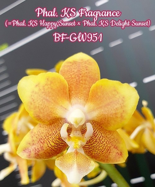 Phal. KS Fragrance 2.5''