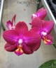 Phal. Lioulin Rose Bud 2.5"