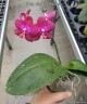 Phal. Lioulin Rose Bud 2.5"