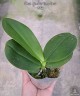 Phal. Lioulin Rose Bud 2.5"