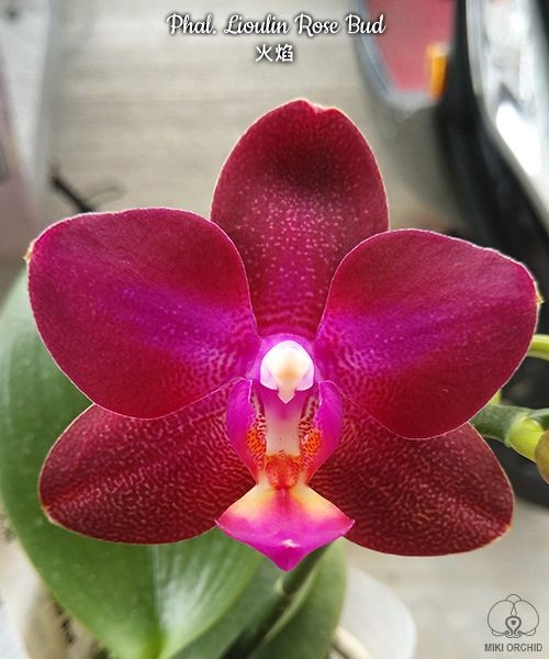 Phal. Lioulin Rose Bud 2.5"