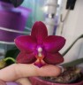 Phal. Lioulin Rose Bud 2.5"