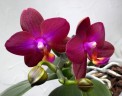 Phal. Lioulin Rose Bud 2.5"